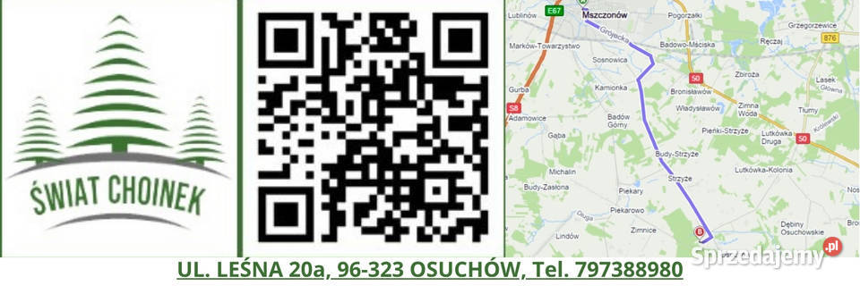 Dni otwarte na plantacji Mazowsze jodły świerki Osuchów