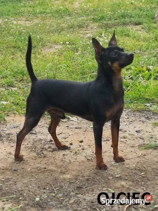 Pinczerki Pinczer Miniaturowy Zapowiedź Miotu Kazimierz Biskupi