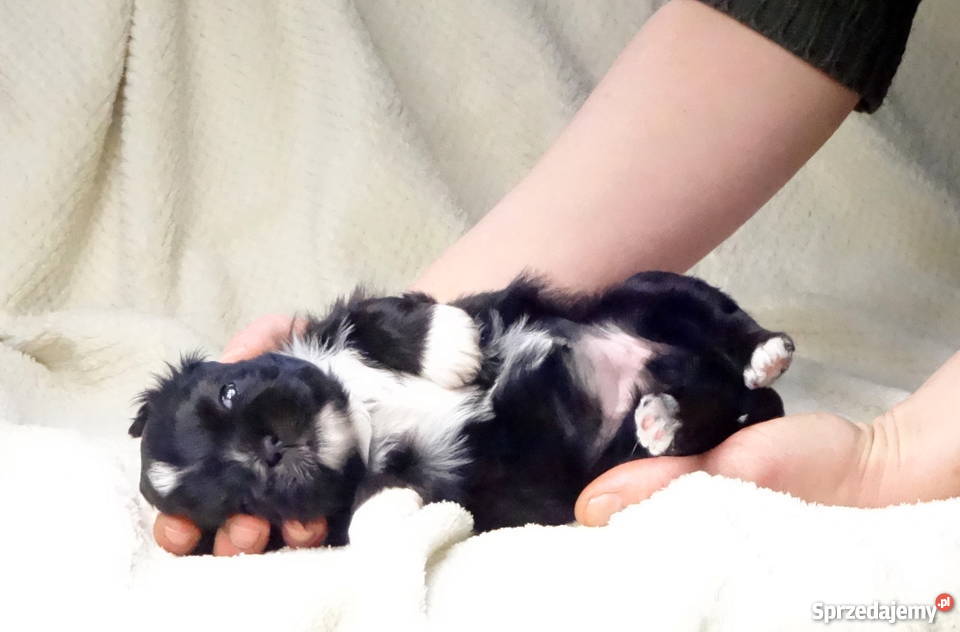 Shih tzu z rodowodem ZHPR UCIunikalne Iława