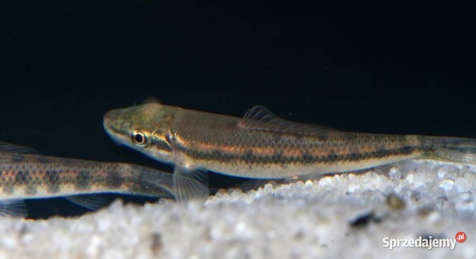 Glonojad syjamski Gyrinocheilus aymonieri Gdańsk