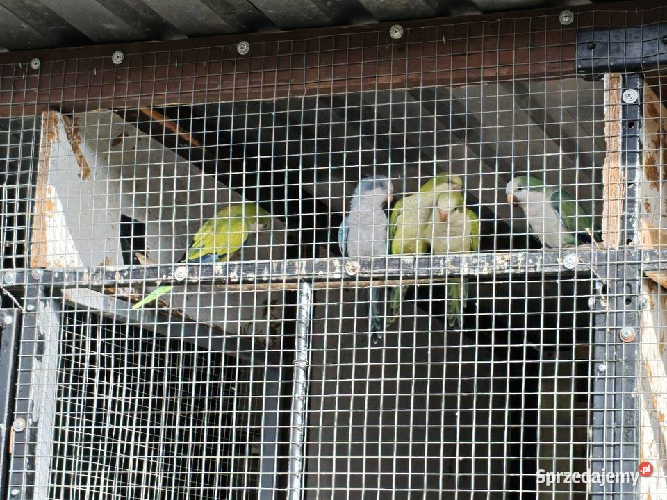 Mnichy Nizinne mutacje młode 2026 pary wielkopolskie Kalisz