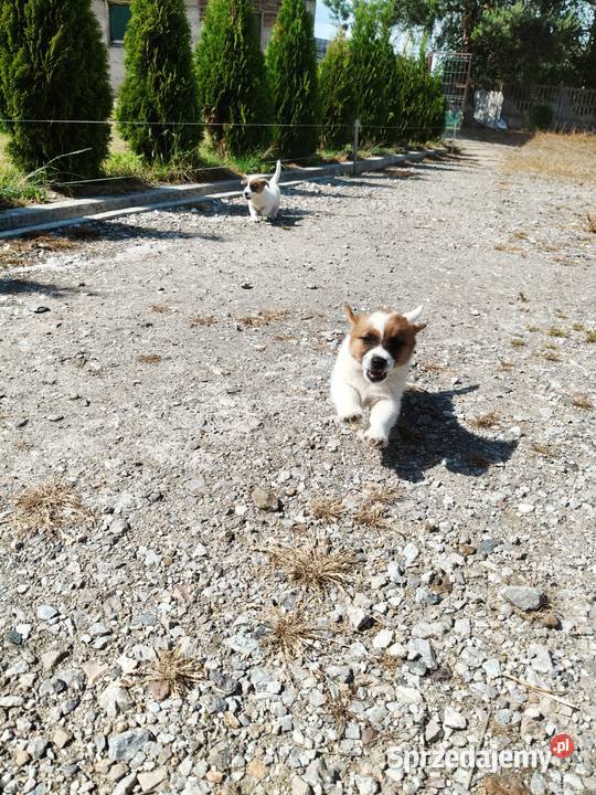 Jack Russell Terrier Kłodawa
