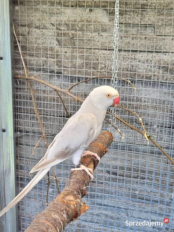 Aleksandretty obrożne para lęgowa Ptaki Otyń sprzedam