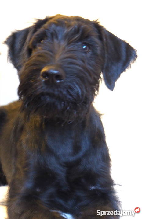 Ostatni dostępny piesek Sznaucer średni Poznań