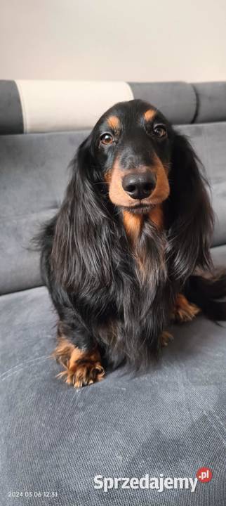 Jamnik długowłosy miniaturowy chłopak Dziewkowice