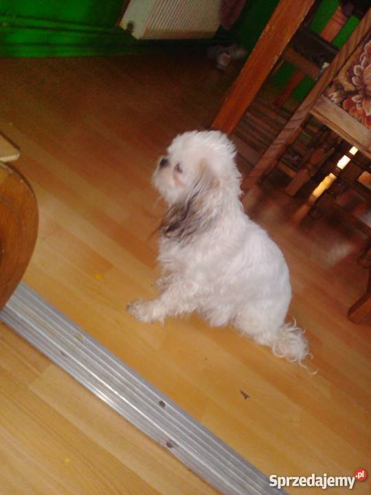 shih tzu Bolesławiec