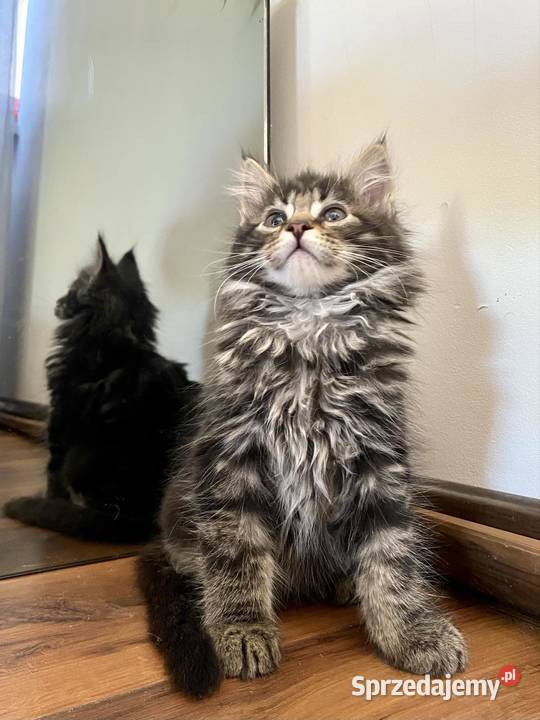 Maine Coon Kot Klasycznie Pręgowany 5 Daleszyce