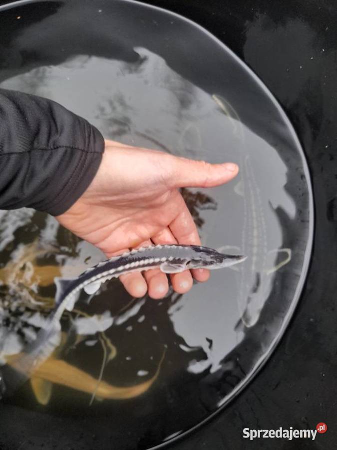 Ryby narybek Kroczek Okoń Szczupak Jesiotr Konin sprzedam