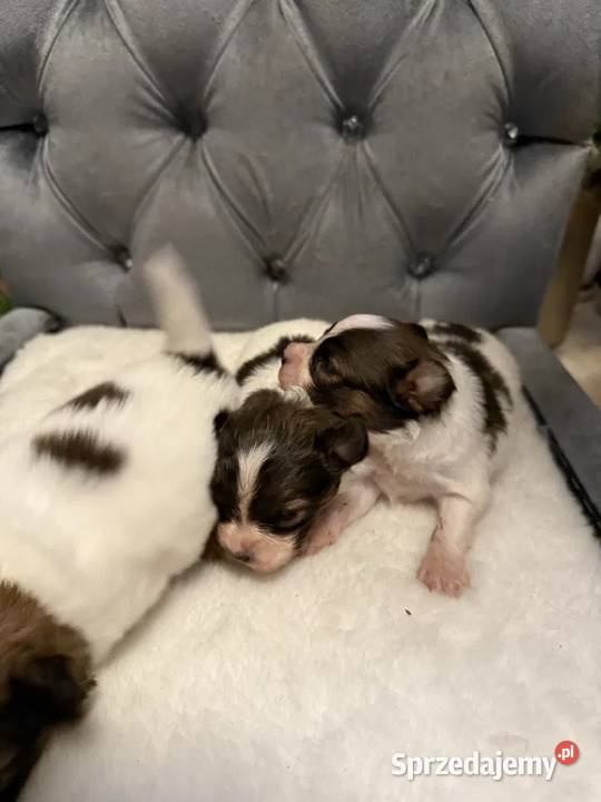 Papillon Spaniel kontynentalny miniaturowy Dudki