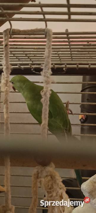 Zamienię parę Aleksandrett Bydgoszcz