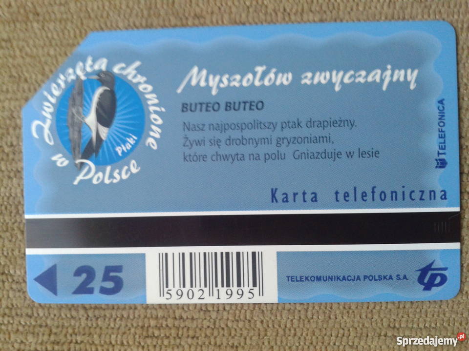 MYSZOŁÓW ZWYCZAJNY PTAK DRAPIEŻNY Piszczac