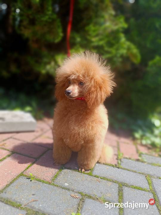 Pudel Toy chlopchik z dokuments FCI