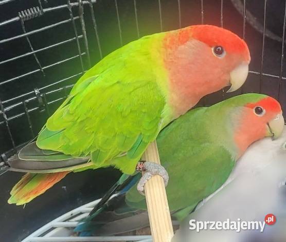 Papugi Nierozłączki Czerwonoczelne Ptaki Sandomierz