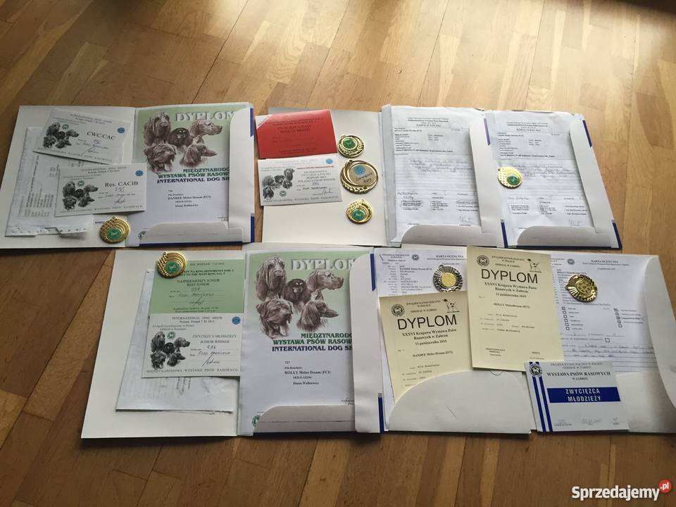 Fila Brasileiro czystej krwii rodzice z medalami Bełchatów