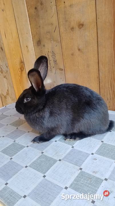 Samica mieszaniec zakocona wykot 05122025 Zwierzęta