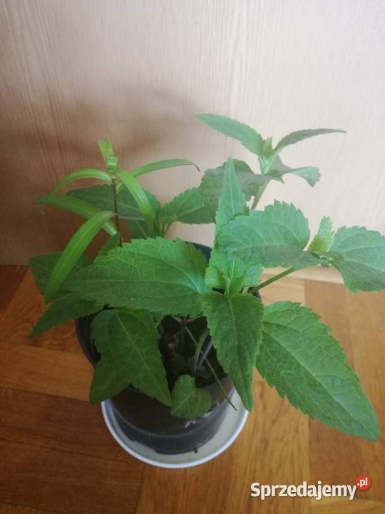 Złocień ClaraCurtis wieloletnia roślina Łódź