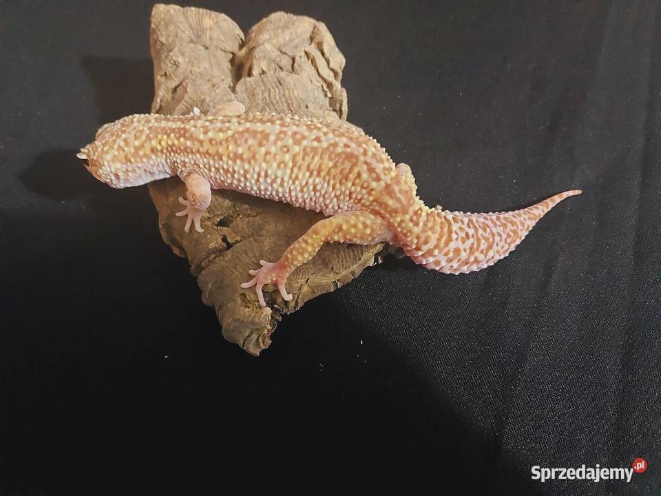Gekon lamparci gekony lamparcie samice pomorskie Reda sprzedam