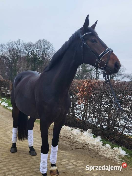 ładna hanowerska 6 letnia klacz Ptakowice sprzedam