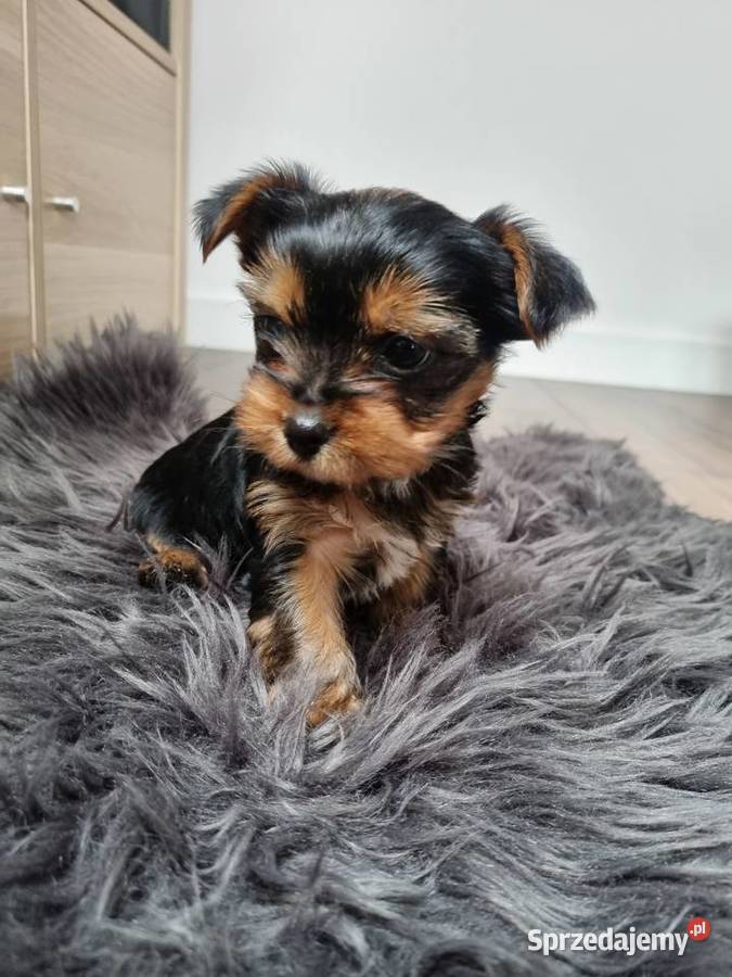 York Pies szczeniak Klecie