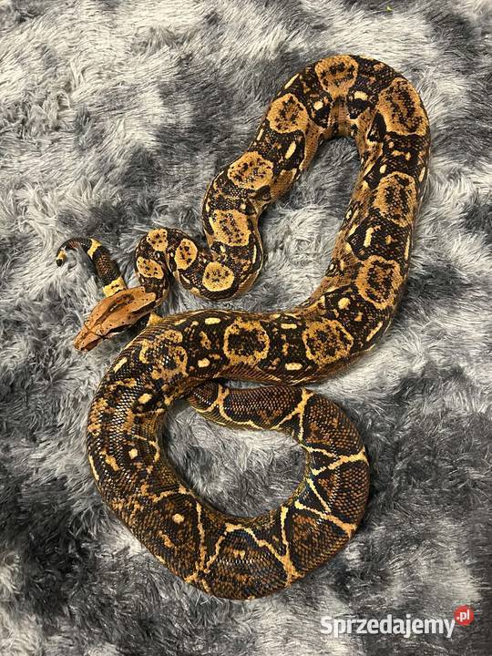 Wąż Boa constrictor imperator z wyposazeniem Olsztyn sprzedam