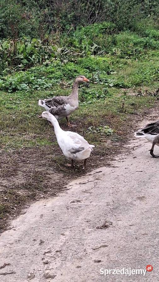 Gęsie gąska gęsiory różne Tyszowce
