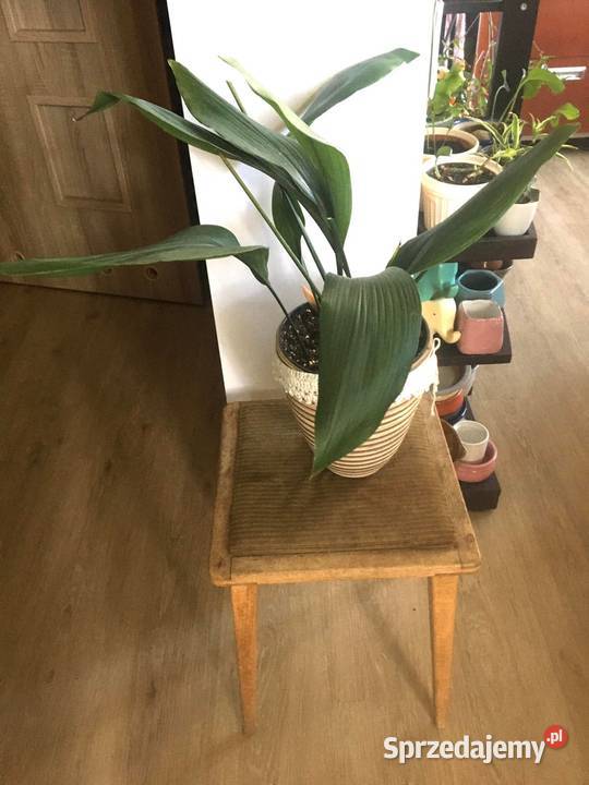 Aspidistra Warszawa sprzedam