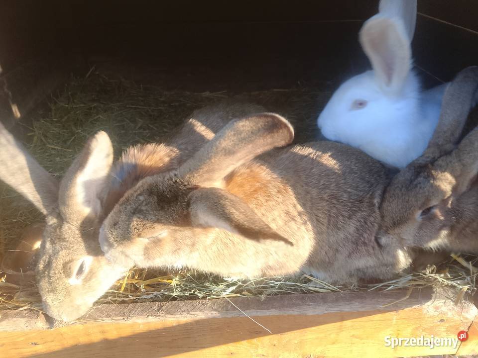 Króliki 4 samice i 2 samce Radoszyce