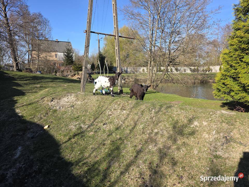 Parka koz miniaturek Białogard