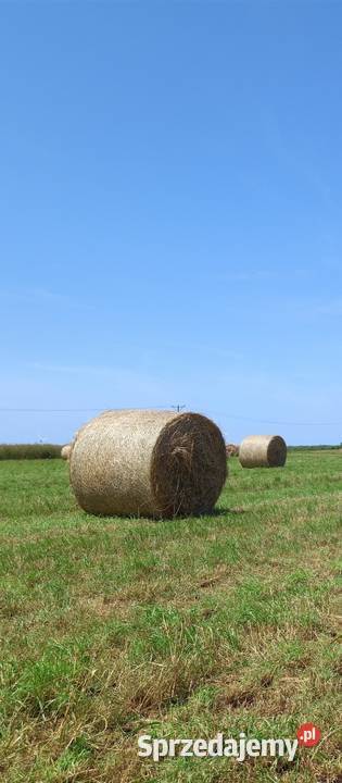 Świeże suche siano pierwszy pokos 2025 Słupca sprzedam