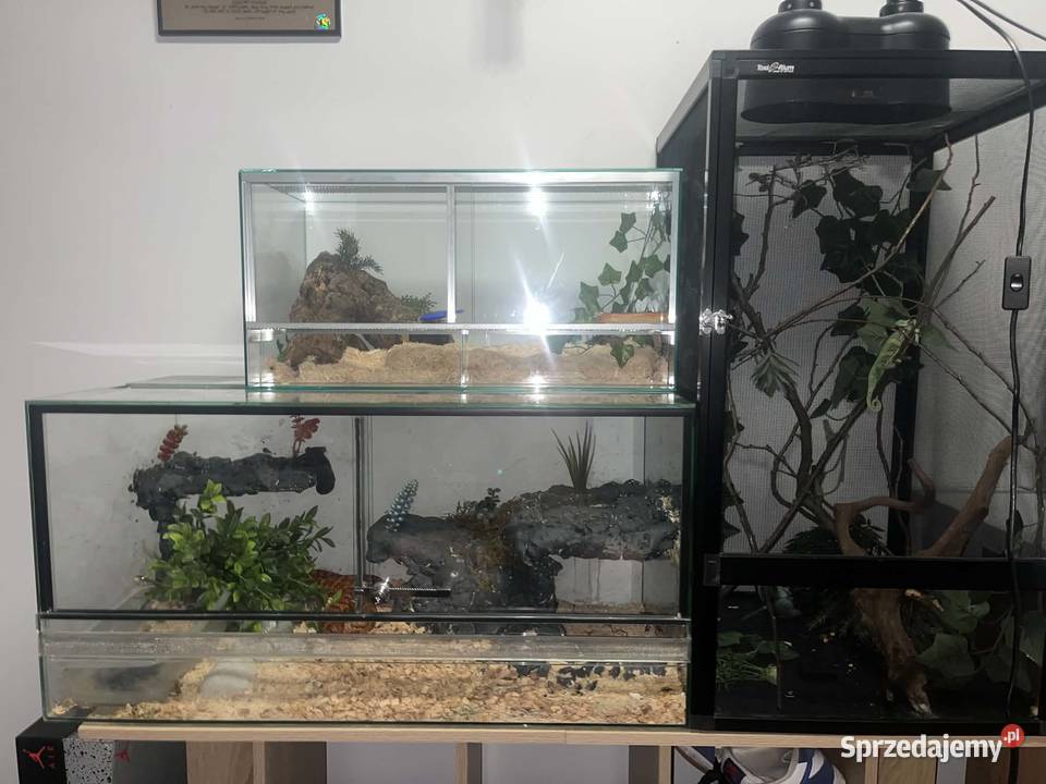 węże zbożowe kameleon jemeński z terrariami Turek sprzedam