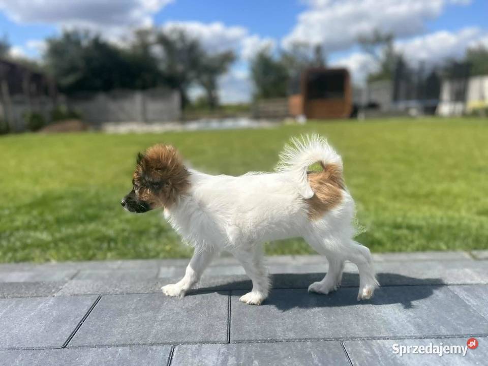 Szczeniak Papillon Spaniel Kontynentalny ZKwP Kalisz sprzedam