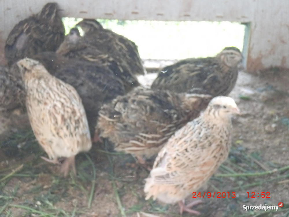 Przepiórki brojlerowekogutki i kurki Śrem