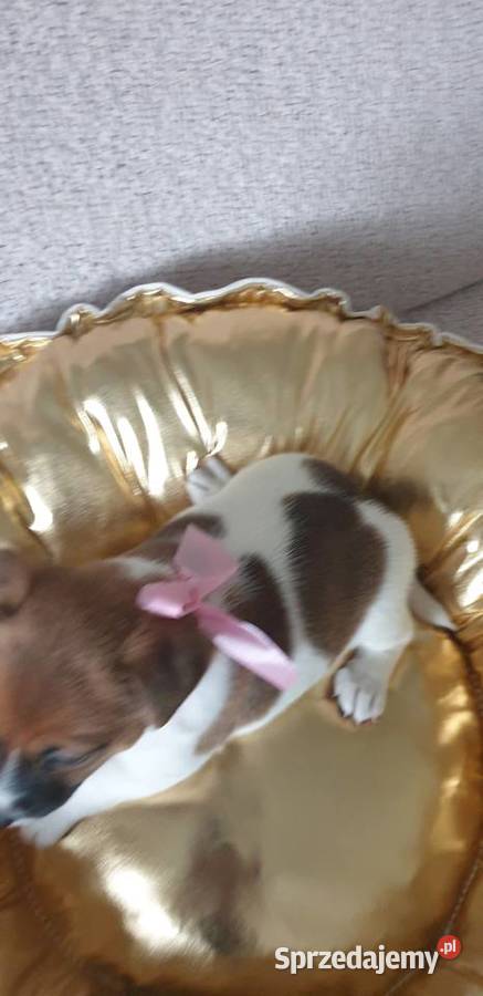 Jack Russell Terrier suczka