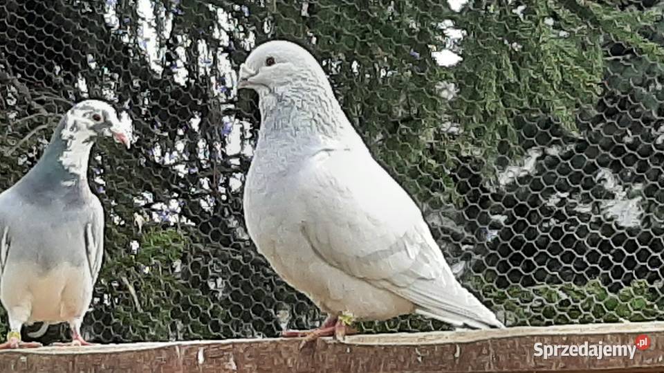 GOŁĘBIE STANDARTY Ptaki
