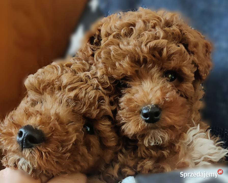 Pudel miniaturowy toy Boguchwała sprzedam
