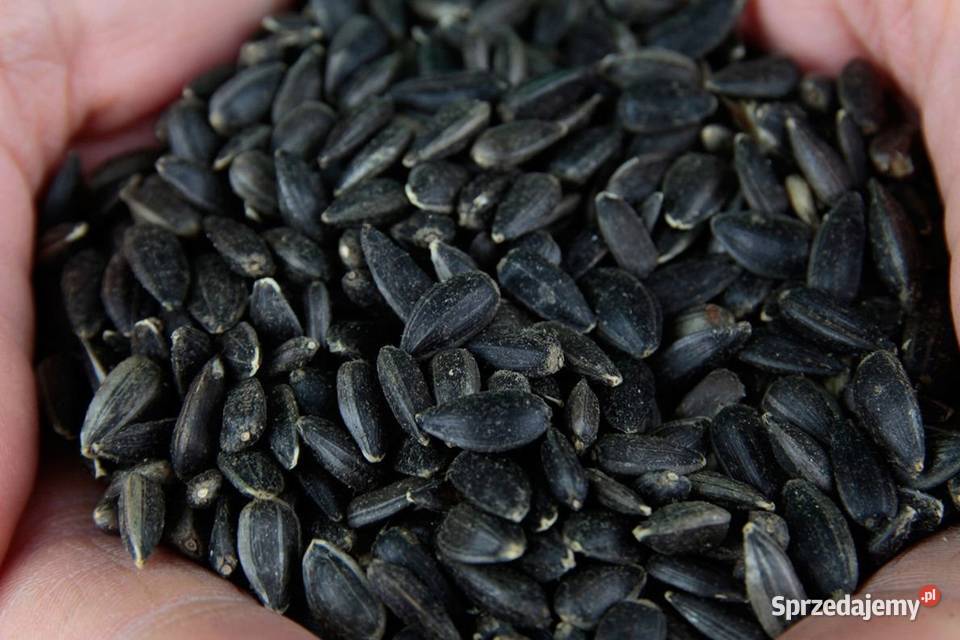 pokarm KARMA PTAKÓW zimujących SŁONECZNIK czarny