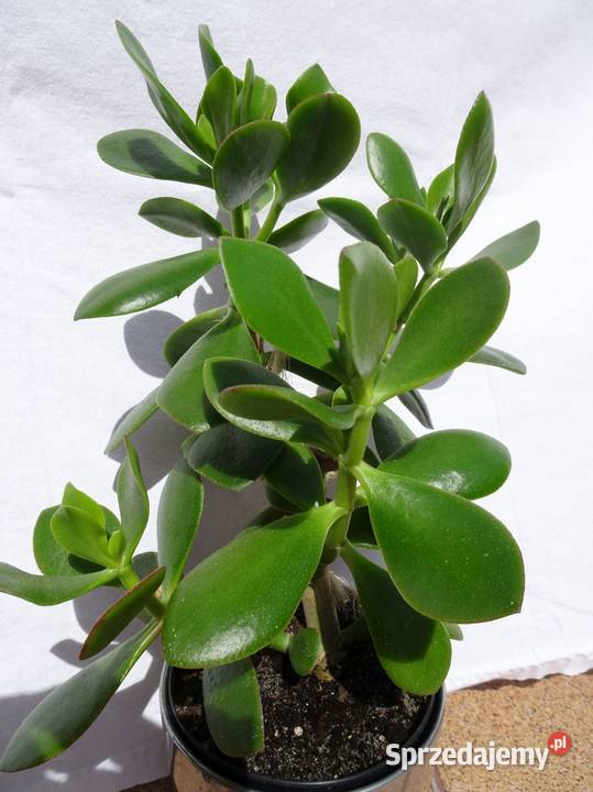 Grubosz roślina domowa sukulent 2 drzewko małopolskie Nowy Sącz