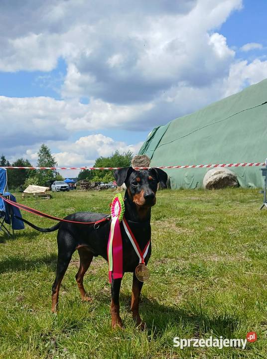 PINCZER ŚREDNI NIEMIECKI ZAPOWIEDŹ MIOTU sprzedam