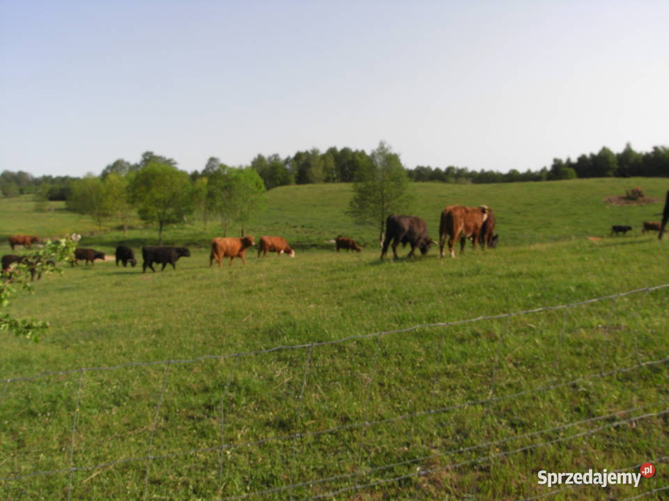 Krowy stado mięsne mieszańce Dźwierzuty