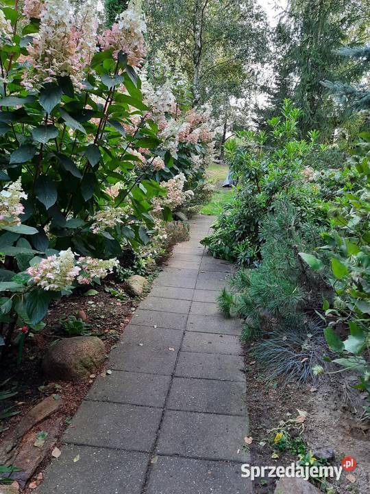 Sprzedam plantację borówki amerykańskiej Sierzchowy