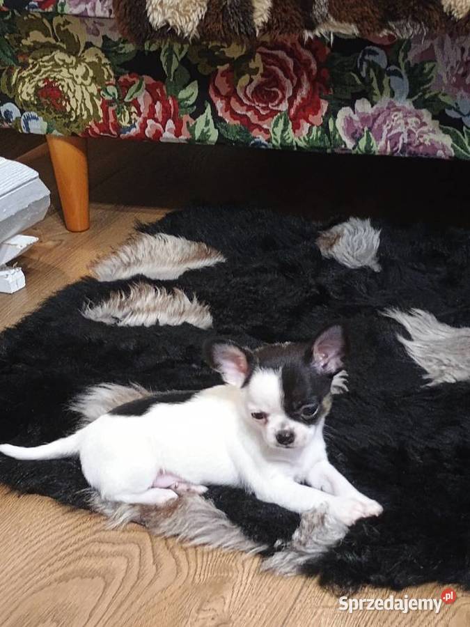 Chihuahua piękny malutki xxs EFEKT PIRAT czip Kleszczów