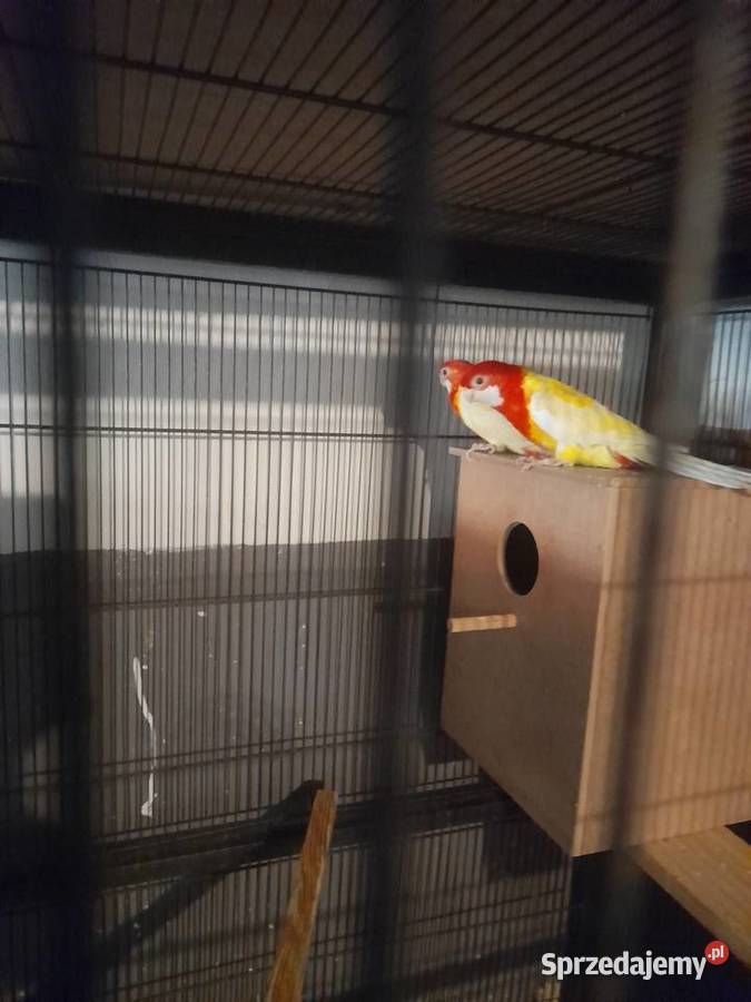 Papugi rozelle białolice lutino Wschowa sprzedam