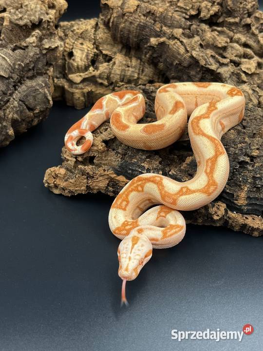 Boa imperatorBoa cesarski V Sosnowiec