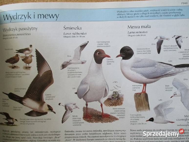 Nasze ptaki TurynNasza przyroda rośliny i Łódź