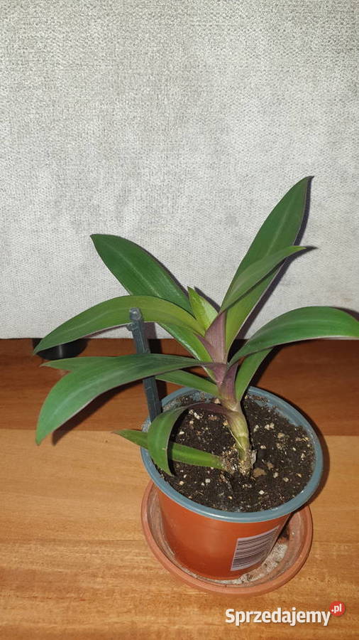 Trzykrotka reo meksykańskie na balkon ogród do Warszawa
