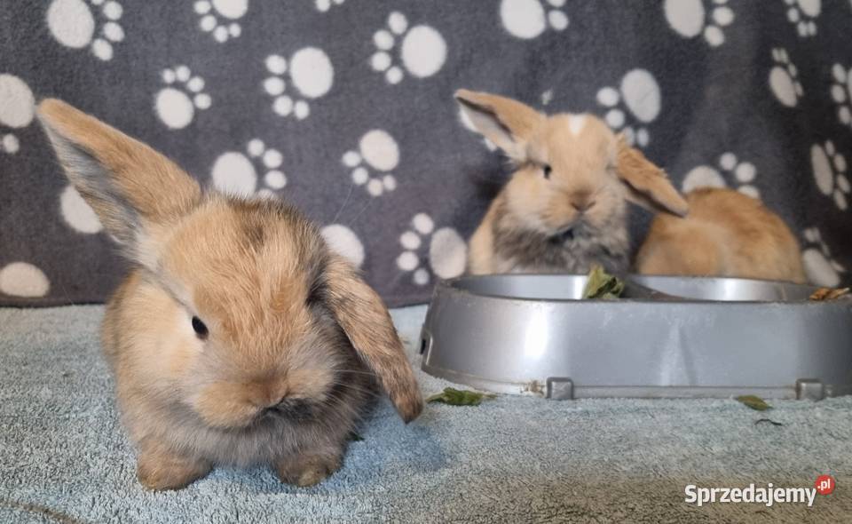 Królik baranek mini lop Rolnictwo śląskie