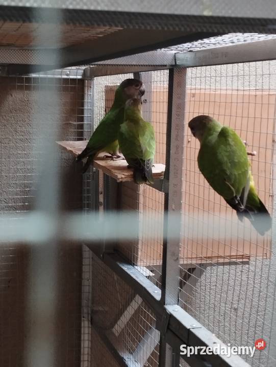 Afrykanki senegalskie 2025 Jasło