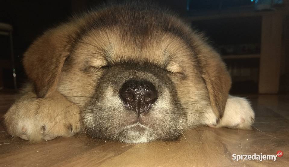 AKITA INU Rzeszów