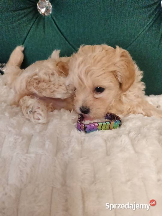 Suczka maltipoo Opole Lubelskie