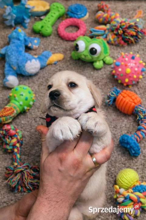 Labrador retriever szczenię wspaniałej budowy Psy Warszawa